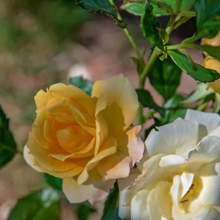 In With Terrace, Air Condition, Wifi, Dishwasher *